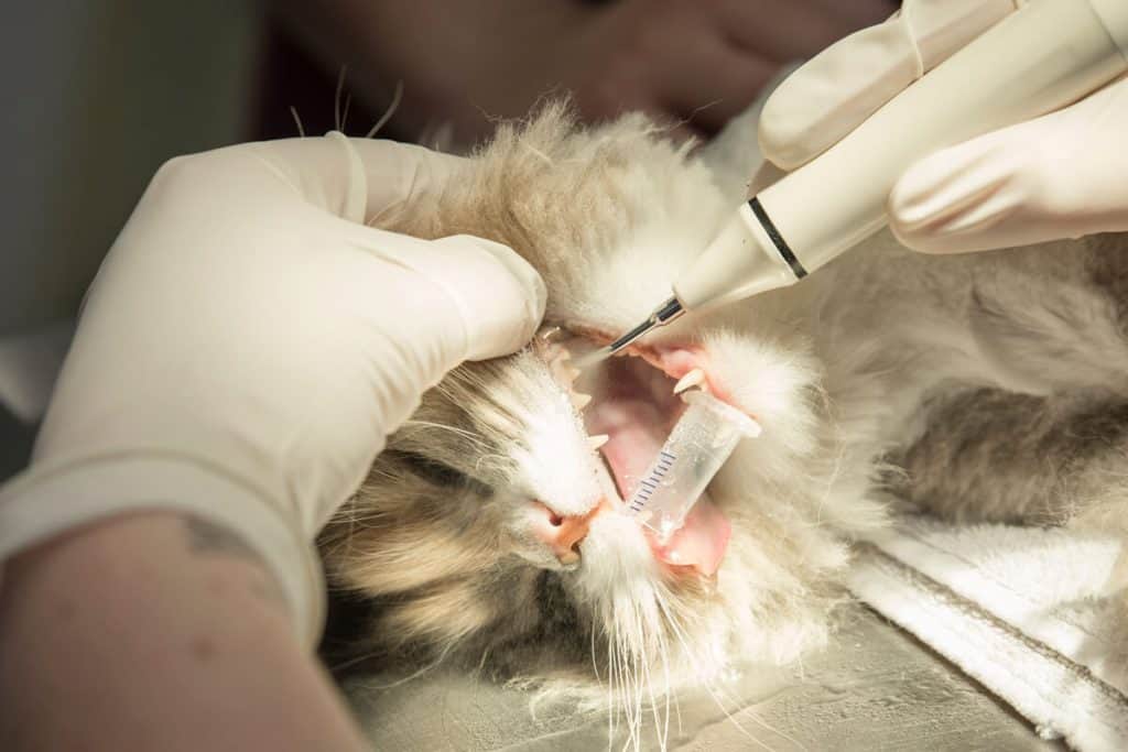 Zahnheilkunde Dr Julia Probst Nürnberg Tierarztpraxis